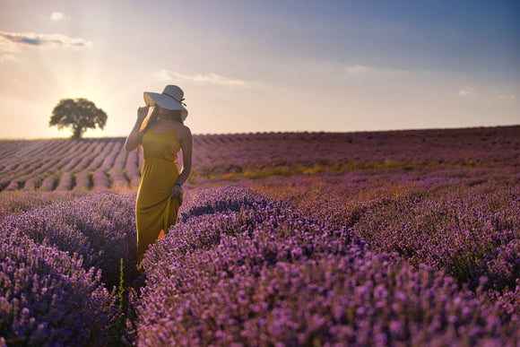 Woman in a field of lavender at sunrise
